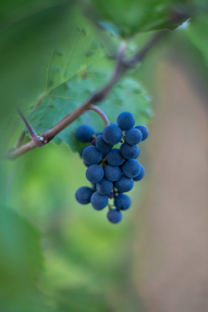 GRAPE RAISIN BOURGOGNE