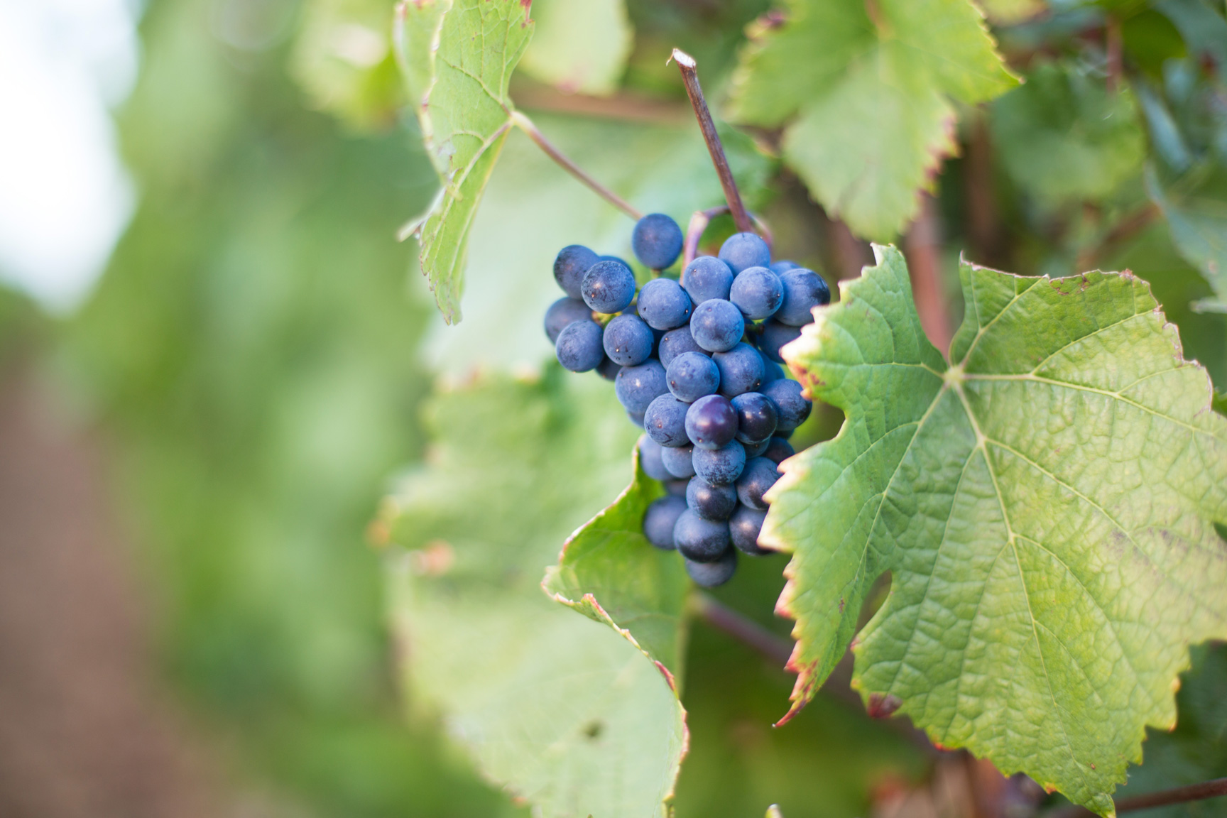 GRAPE RAISIN BOURGOGNE HORIZONTAL