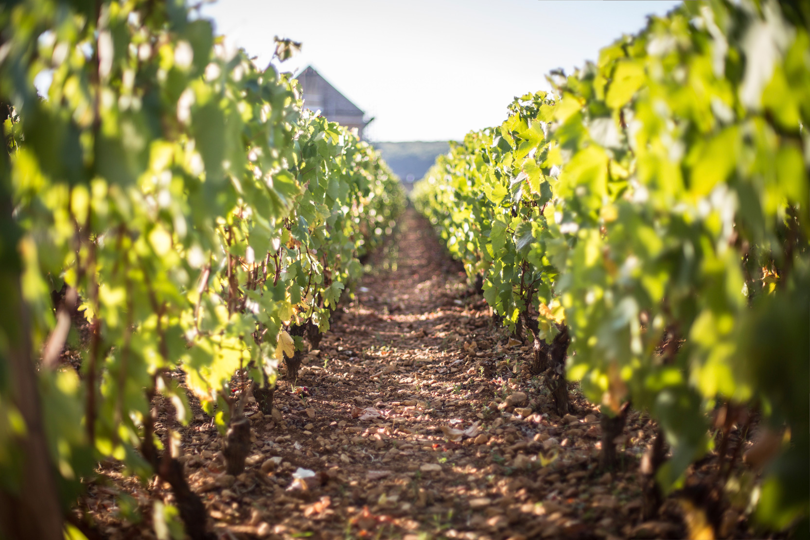 Gros plan vignes Bourgogne