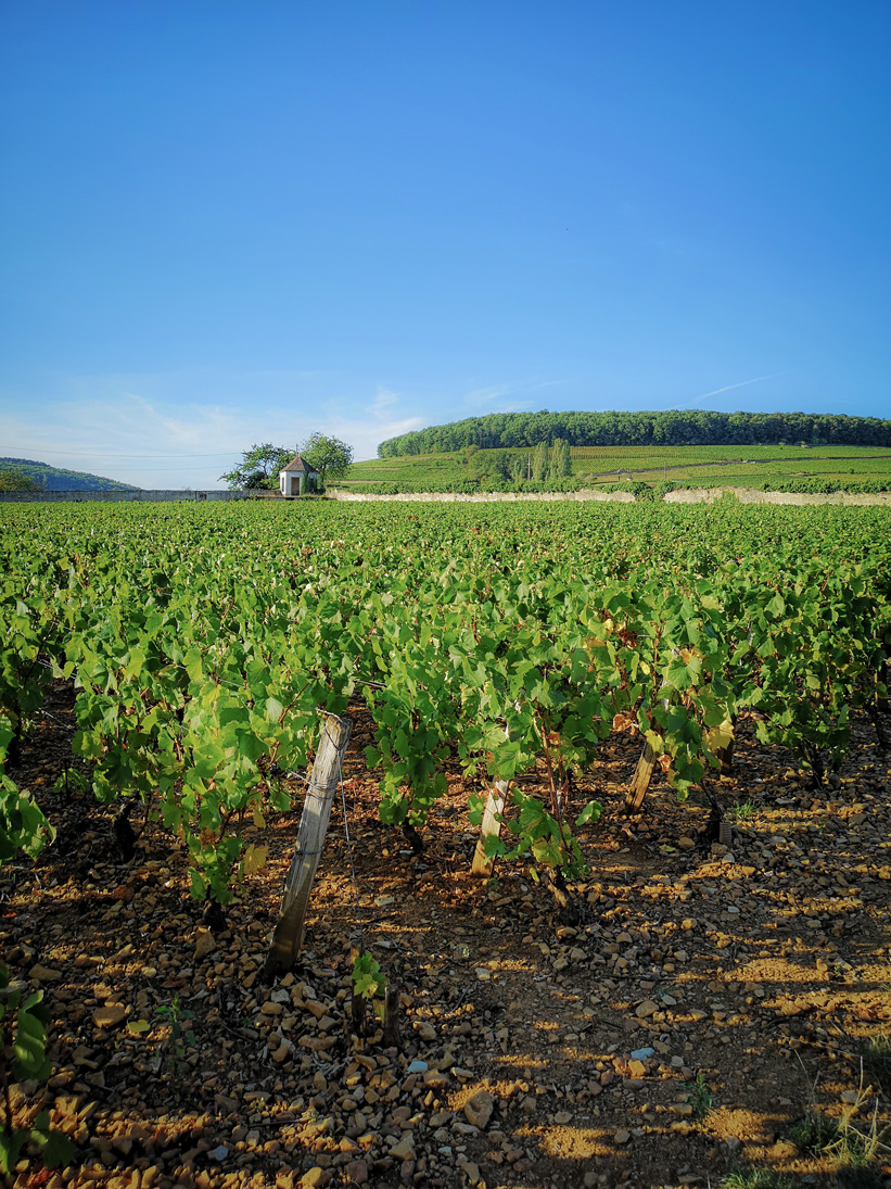 Vignes bourgogne de jour